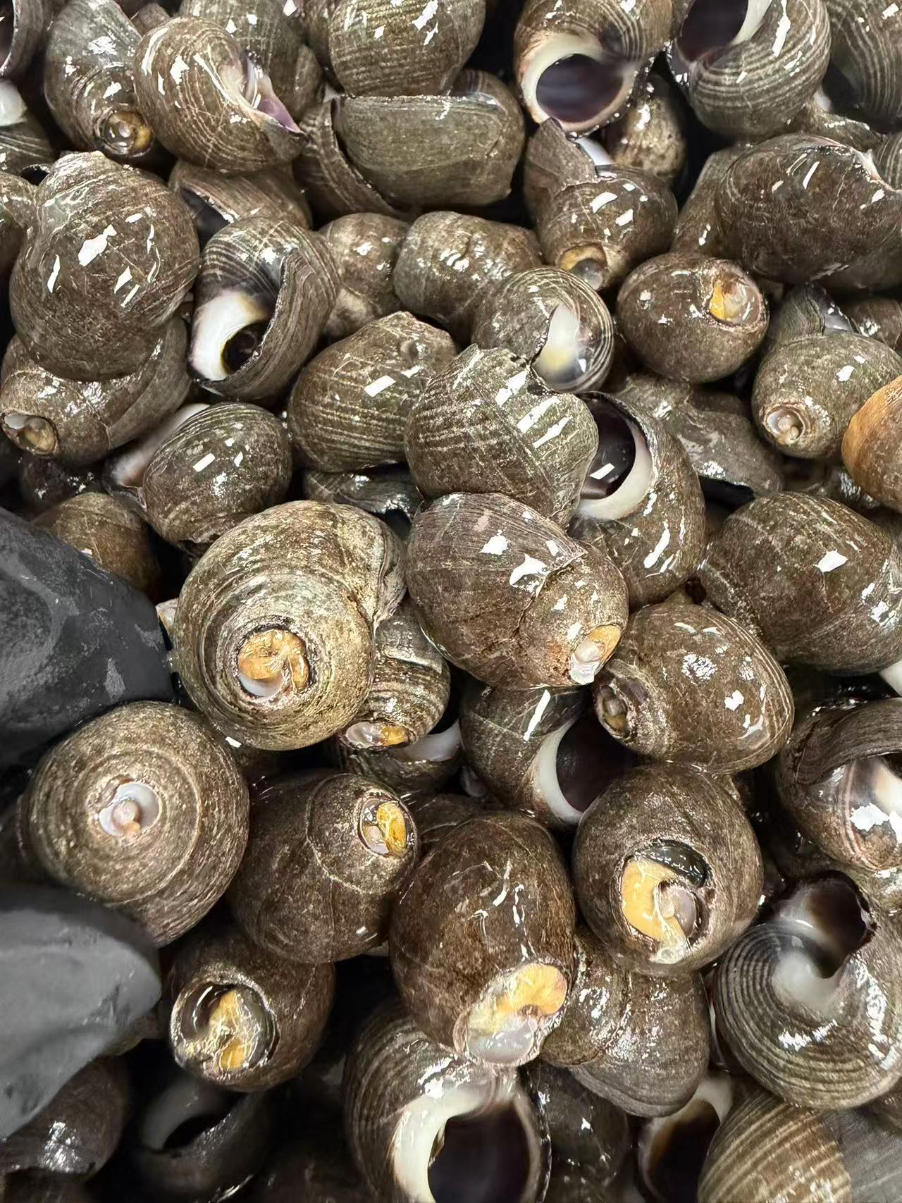 柳州大排档风味辣炒海石螺